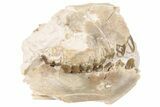 Partial, Fossil Oreodont Skull - South Dakota #198219-4